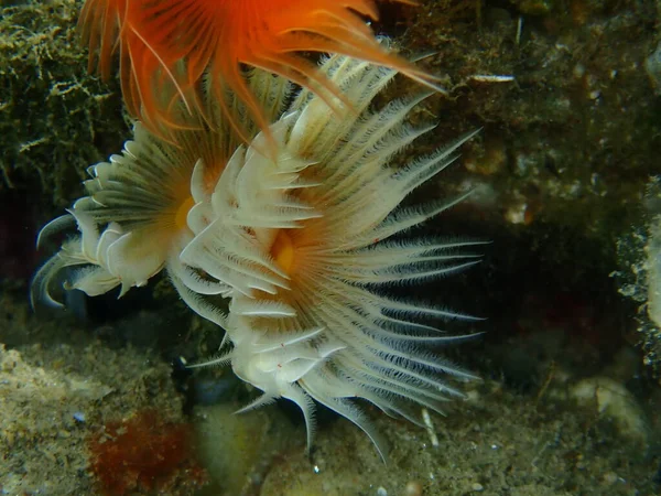 Polychaeta Tubeworm Liso Ferradura Vermelha Protula Tubularia Close Submarino Mar — Fotografia de Stock