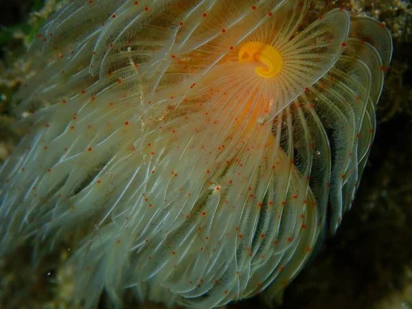 Polychaeta Smooth Tubeworms Red Spoted Horseshoe Protula Tubularia Close Undersea — стокове фото