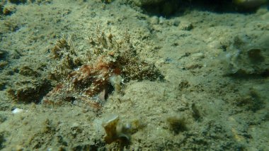 Genel ahtapot (Octopus vulgaris) avı, Ege Denizi, Yunanistan, Halkidiki