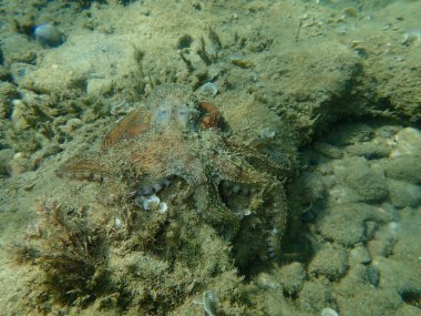 Genel ahtapot (Octopus vulgaris) avı, Ege Denizi, Yunanistan, Halkidiki