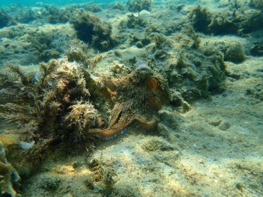 Genel ahtapot (Octopus vulgaris) avı, Ege Denizi, Yunanistan, Halkidiki