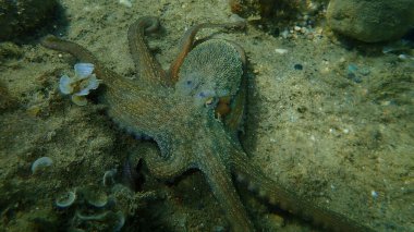 Genel ahtapot (Octopus vulgaris) avı, Ege Denizi, Yunanistan, Halkidiki