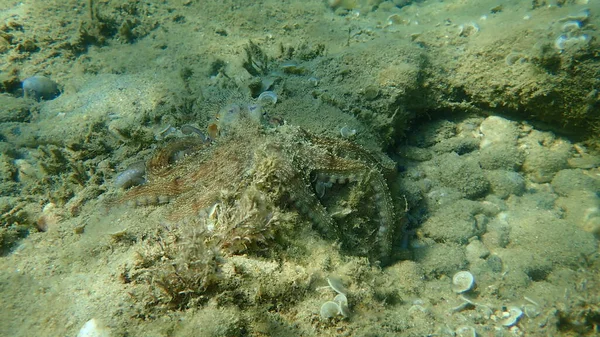 Lov Chobotnice Obecné Octopus Vulgaris Egejské Moře Řecko Halkidiki — Stock fotografie