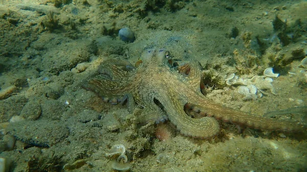 Поширений Восьминіг Octopus Vulgaris Полювання Егейське Море Греція Халкідікі Стокове Фото