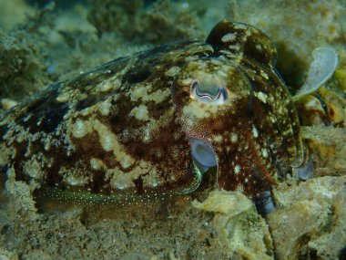 Denizaltı, Ege Denizi, Yunanistan ve Halkidiki 'de yaygın olarak kullanılan mürekkep balığı (Sepia officinalis) yakın çekim
