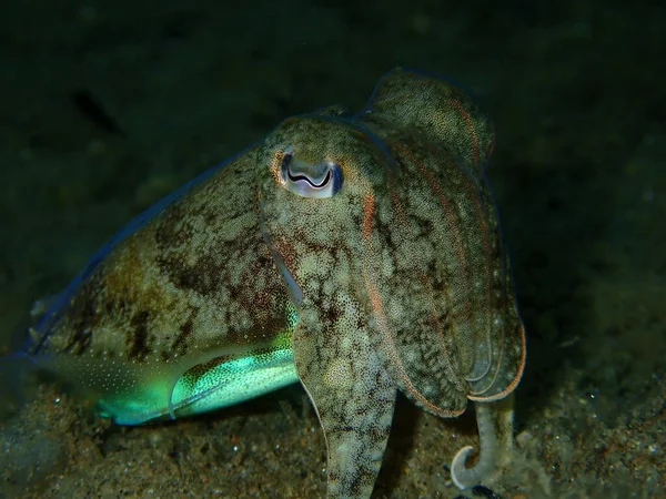 Common Cuttlefish European Common Cuttlefish Sepia Officinalis Close Undersea Aegean — Stock Photo, Image