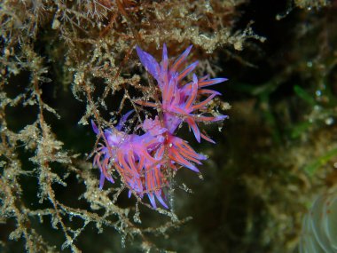 Mor deniz sümüklüböceği (Flabellina affinis) yakın plan sualtı, Ege Denizi, Yunanistan, Halkidiki