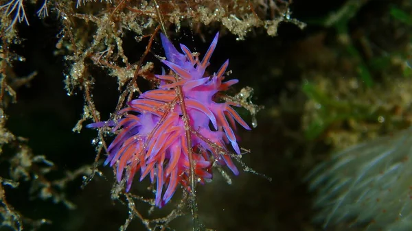 Mor Deniz Sümüklüböceği Flabellina Affinis Yakın Plan Sualtı Ege Denizi — Stok fotoğraf