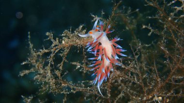 Deniz sümüklü böceği hacı Hervia (Cratena peregrina) yakın çekim sualtı, Ege Denizi, Yunanistan, Halkidiki
