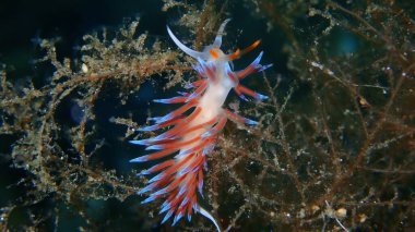 Deniz sümüklü böceği hacı Hervia (Cratena peregrina) yakın çekim sualtı, Ege Denizi, Yunanistan, Halkidiki
