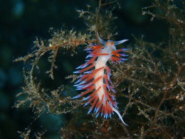 Deniz sümüklü böceği hacı Hervia (Cratena peregrina) yakın çekim sualtı, Ege Denizi, Yunanistan, Halkidiki