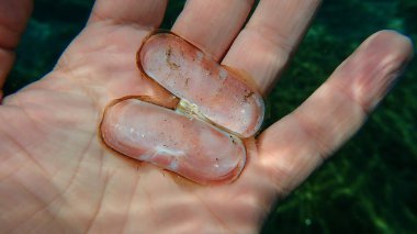 Denizaltı dalgıcı Ege Denizi, Yunanistan ve Halkidiki 'nin elinde kazıyıcı istiridye ya da pembe jilet (Solecurtus strigilatus) deniz kabuğu