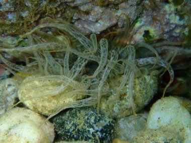 Trompet şakayığı veya kaya şakayığı, cam anemon (Aiptasia mutabilis) yakın plan sualtı, Ege Denizi, Yunanistan, Halkidiki