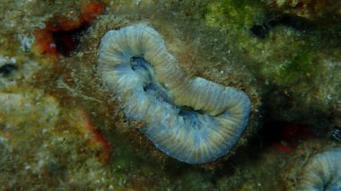 Kızıl mercan veya domuz dişli mercan, Avrupa yıldızı mercan (Balanophyllia) Avrupa 'nın deniz altı, Ege Denizi, Yunanistan, Halkidiki