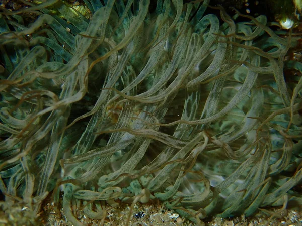 Trompetanemoon Rotsanemoon Glazen Anemoon Aiptasia Mutabilis Close Onderzees Egeïsche Zee — Stockfoto