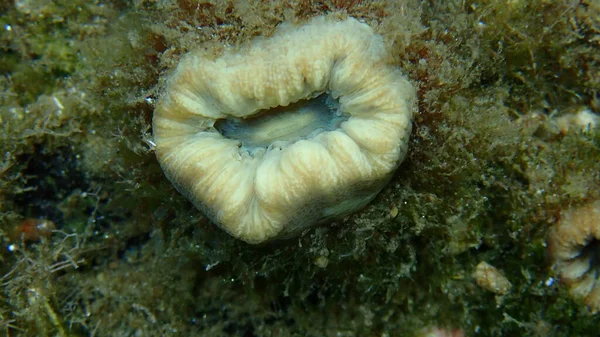 红珊瑚或猪牙珊瑚 欧洲星珊瑚 Balanophyllia Balanophyllia Europaea 近景海底 爱琴海 Halkidiki — 图库照片