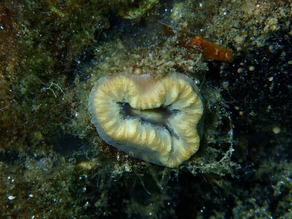 红珊瑚或猪牙珊瑚 欧洲星珊瑚 Balanophyllia Balanophyllia Europaea 近景海底 爱琴海 Halkidiki — 图库照片