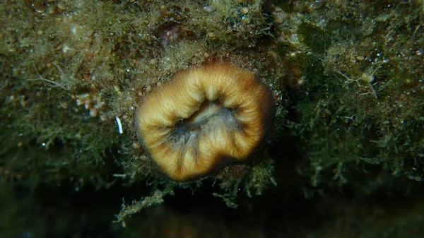 緋色のサンゴまたは豚歯のサンゴ ヨーロッパの星のサンゴ Balanophyllia Balanophyllia Europeea のクローズアップ海底 エーゲ海 ギリシャ Halkidiki — ストック写真