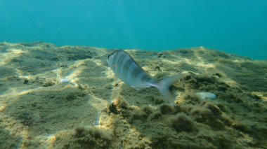 Daha büyük amberjack veya daha büyük sarı kuyruk, amberjack (Seriola Dumerili) deniz altı, Ege Denizi, Yunanistan, Halkidiki