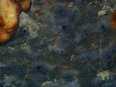 Banyo süngeri ya da güzel Levant süngeri, Türkiye kupası süngeri (Spongia) yakın çekim sualtı, Ege Denizi, Yunanistan, Halkidiki