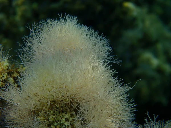 海洋藻類スレンダーなビーズサンゴの雑草 Jania Rubens 近くの海底 エーゲ海 ギリシャ ハルキディキ — ストック写真