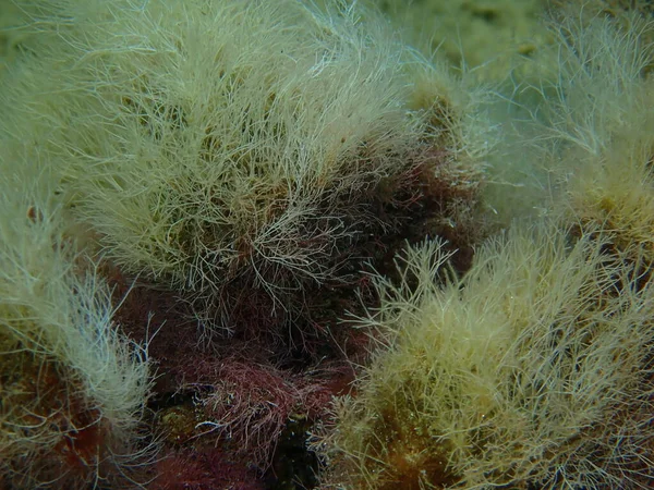 Algas Marinhas Algas Coral Contas Delgadas Jania Rubens Close Submarino — Fotografia de Stock