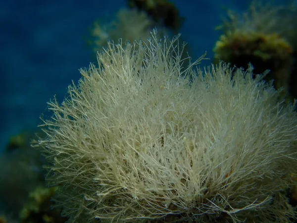 Θαλάσσια Φύκια Ελαφρά Κοράλλια Jania Rubens Close Undersea Aegean Sea — Φωτογραφία Αρχείου
