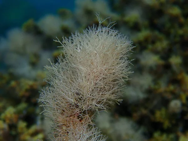 Marine algae Slender-beaded coral weed (Jania rubens) close-up undersea, Aegean Sea, Greece, Halkidiki