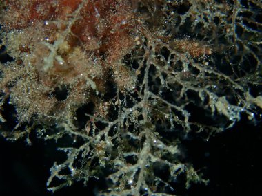 Asma hidroid veya botryoid stickhydroid (Eudendrium racemosum) yakın plan sualtı, Ege Denizi, Yunanistan, Halkidiki