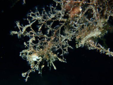 Asma hidroid veya botryoid stickhydroid (Eudendrium racemosum) yakın plan sualtı, Ege Denizi, Yunanistan, Halkidiki