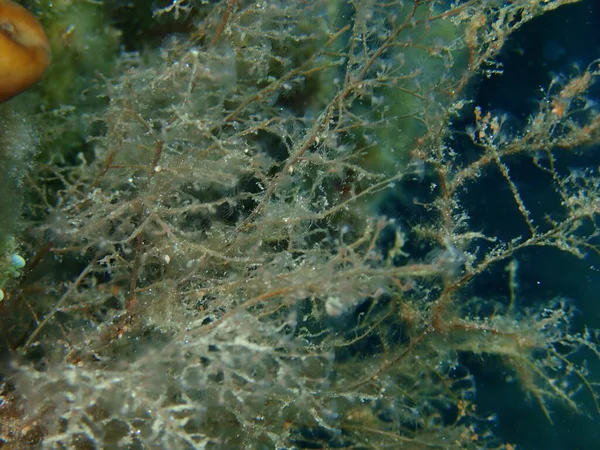 Druivenhydroïde Botryoïde Stickhydroïde Eudendrium Racemosum Close Onderzees Egeïsche Zee Griekenland — Stockfoto
