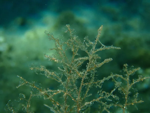 Grapevine Hydroid Botryoid Stickhydroid Eudendrium Racemosum Close Undersea Aegean Sea — Stok Foto