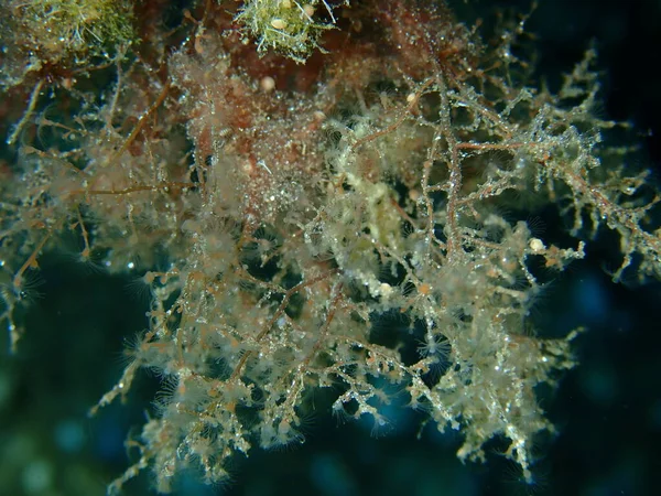 Grapevine Hydroid Nebo Botryoid Stickhydrid Eudendrium Racemosum Close Undersea Aegean — Stock fotografie
