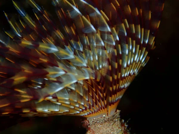海洋性多毛類地中海性ファンワームまたは羽毛ダスターワーム ヨーロッパのファンワーム Sabella Spallanzanii 極端に近い海底 エーゲ海 ギリシャ Halkidiki — ストック写真