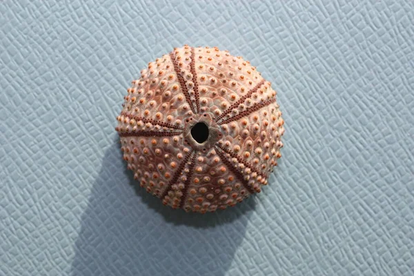 Test Shell Black Sea Urchin Arbacia Lixula Blue Background Place — Stock Photo, Image