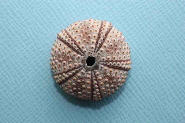 การทดสอบ เปล ของ Urchin ทะเลด Arbacia Lixula บนพ นหล สถานท — ภาพถ่ายสต็อก