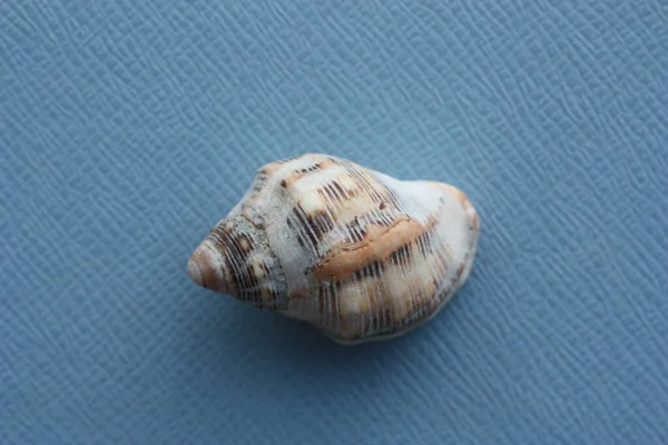Seashell Sea Snail Southern Oyster Drill Redmouthed Rocksnail Stramonita Haemastoma — Foto Stock