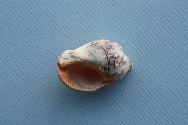Seashell Sea Snail Southern Oyster Drill Redmouthed Rocksnail Stramonita Haemastoma — Foto Stock