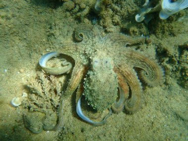 Genel ahtapot (Octopus vulgaris) avı, Ege Denizi, Yunanistan, Halkidiki