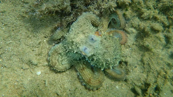普通章鱼 Octopus Vulgaris 爱琴海 Halkidiki — 图库照片
