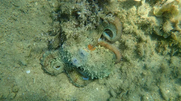 Κοινό Κυνήγι Χταποδιού Octopus Vulgaris Αιγαίο Ελλάδα Χαλκιδική — Φωτογραφία Αρχείου