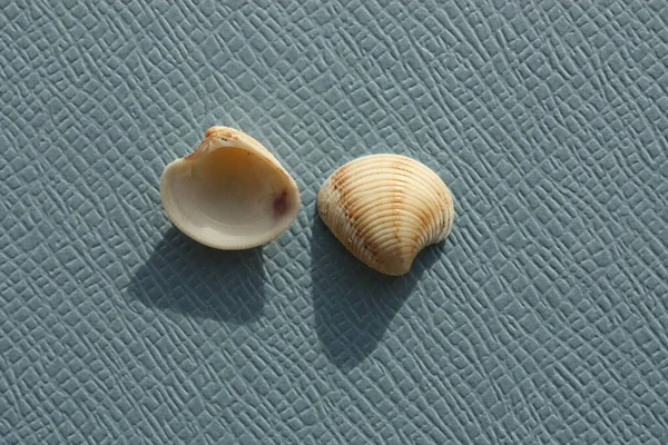 Seashell Bivalve Mollusc Striped Venus Chicken Venus Chamelea Gallina Sfondo — Foto Stock