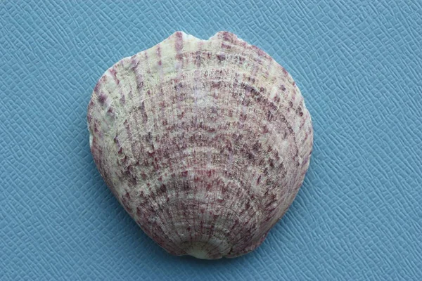Seashell Małży Thorny Ostrygi Spondylus Gaederopus Niebieskim Tle Miejsce Znalezienia — Zdjęcie stockowe