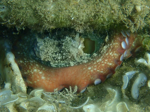 普通章鱼 Octopus Vulgaris 近视海底 爱琴海 Halkidiki — 图库照片