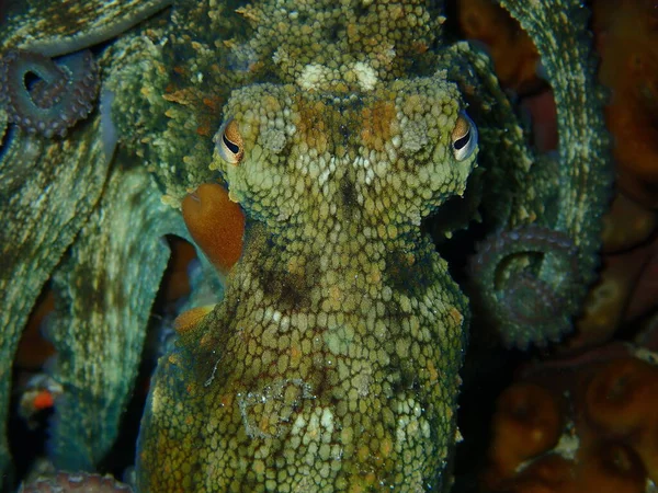 Pulpo Común Octopus Vulgaris Primer Plano Submarino Mar Egeo Grecia — Foto de Stock