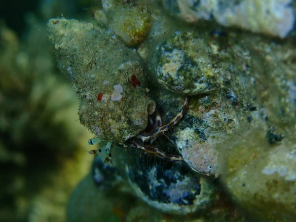 Striped Hermit Crab Rocky Shore Hermit Crab Pagurus Anachoretus Extreme — Stock Photo, Image