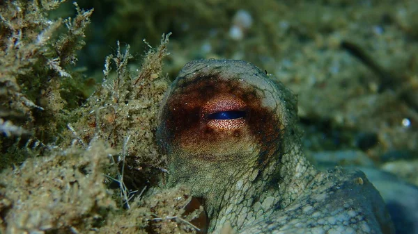 欧蒙章鱼 Octopus Vulgaris 的眼睛近视海底 爱琴海 Halkidiki — 图库照片