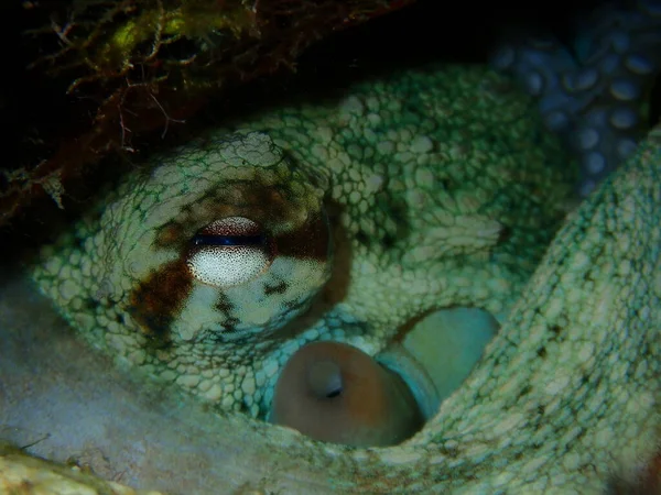Eye Ommon Octopus Octopus Vulgaris Close Undersea Aegean Sea Greece — Stock Photo, Image