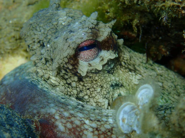 Ojo Pulpo Ommon Octopus Vulgaris Primer Plano Submarino Mar Egeo — Foto de Stock