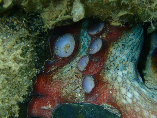 Ventouses Ventouses Sur Les Tentacules Pieuvre Commune Octopus Vulgaris Gros — Photo